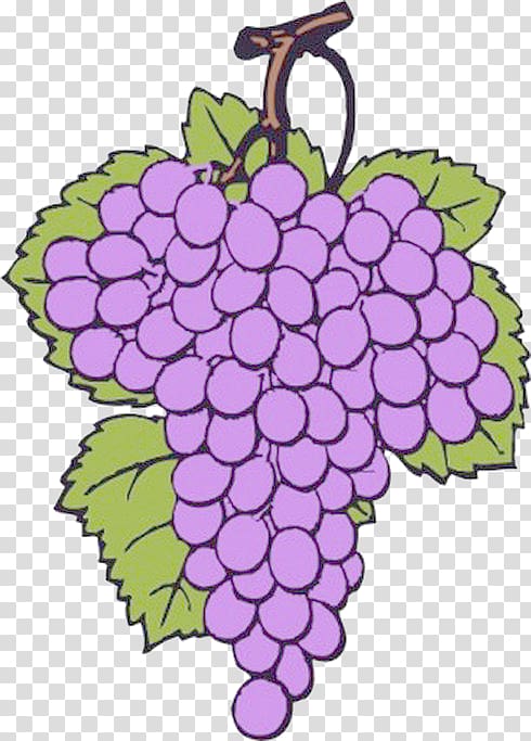 Common Grape Vine Wine , Purple grapes transparent background PNG clipart