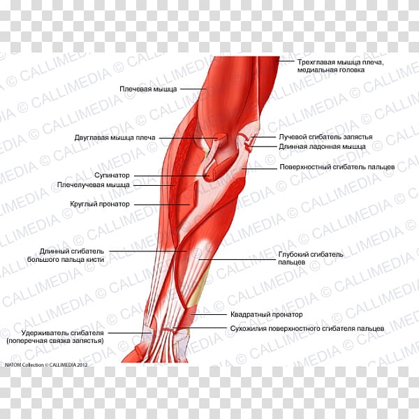 Thumb Elbow Anterior compartment of the forearm Muscle, arm transparent background PNG clipart