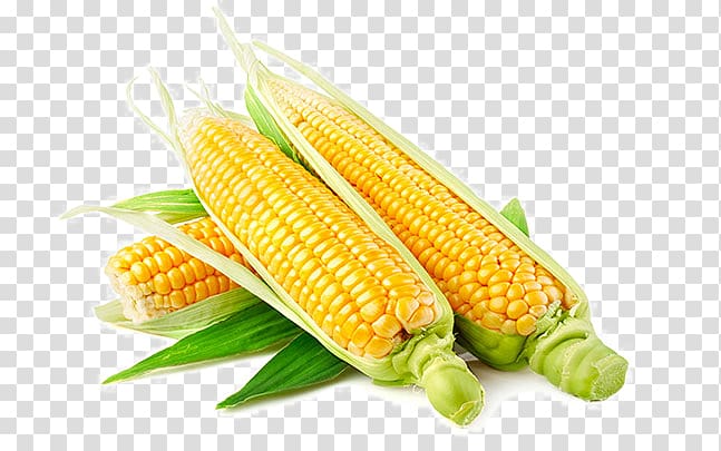 Genetically modified food Genetically modified organism Genetic engineering Genetics, corn cob transparent background PNG clipart