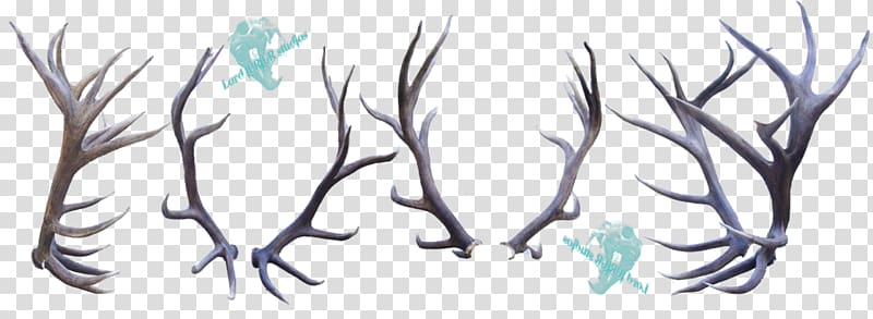 Elk Deer Antler Horn Feather, deer transparent background PNG clipart