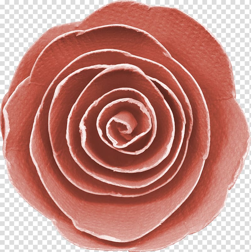 Garden roses Bologna sausage Cut flowers Petal, rose transparent background PNG clipart