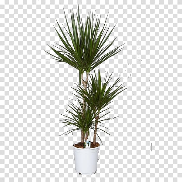 Dracaena reflexa var. angustifolia Houseplant Indoor Plants Dragon tree, plants transparent background PNG clipart