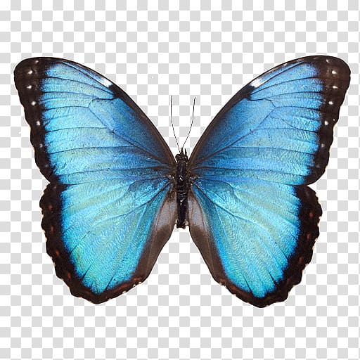 Butterfly Common blue morpho White Morpho, butterfly transparent background PNG clipart