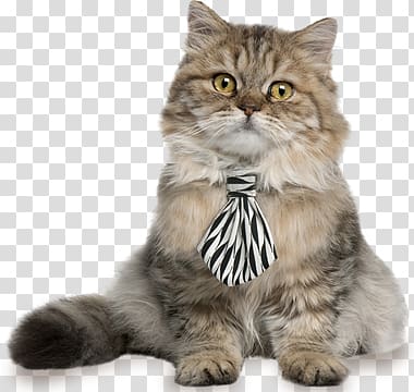 British Shorthair Kitten Cat breed Cattery Pattern, kitten transparent background PNG clipart