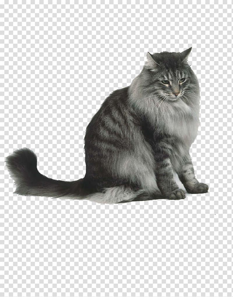 gray tabby cat, Norwegian Forest cat Siberian cat Maine Coon Persian cat Cymric cat, watercolor cat transparent background PNG clipart