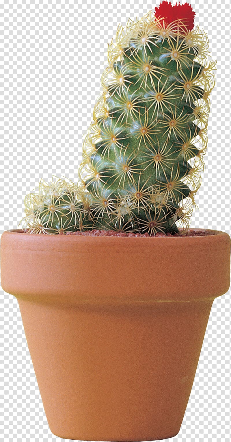 Flowerpot Citroën Cactus M Strawberry hedgehog cactus Houseplant Cactaceae, others transparent background PNG clipart