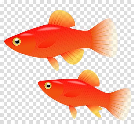 Goldfish Southern platyfish Computer Icons , No Fish transparent