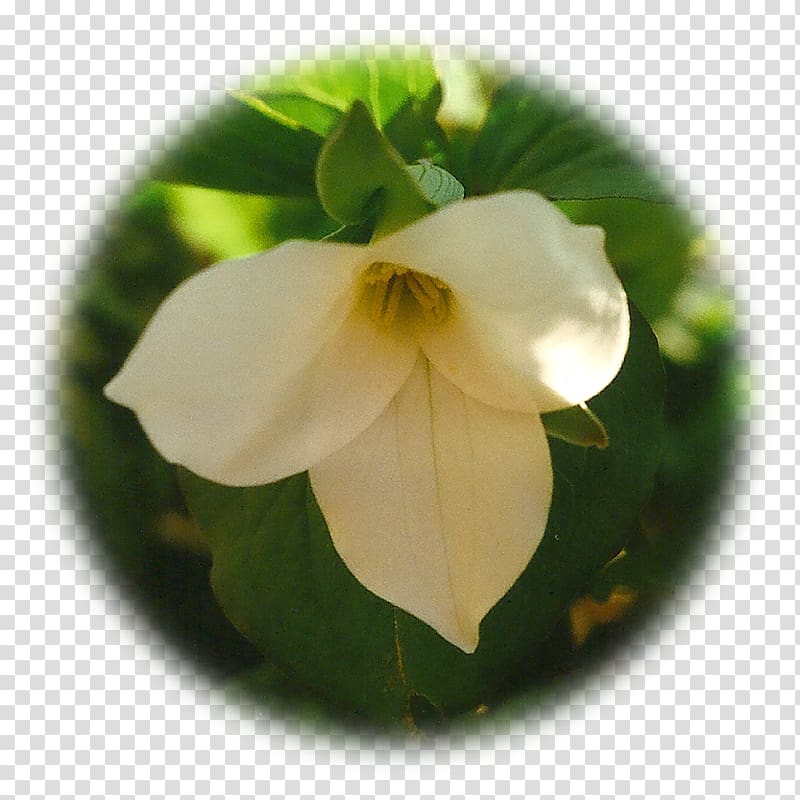 Great white trillium Herbalism Elixir Therapy Herbaceous plant, white lily transparent background PNG clipart