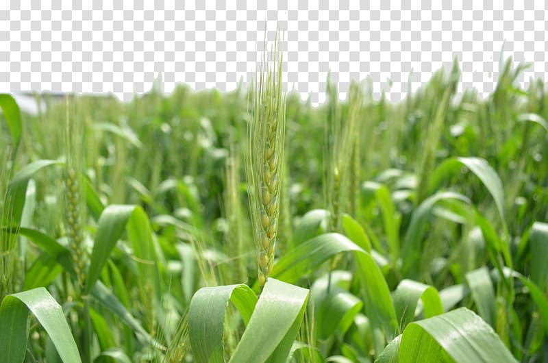 Triticale Green , Green wheat transparent background PNG clipart