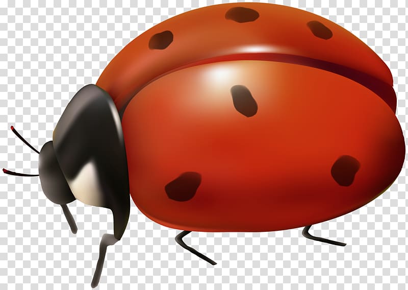 Ladybird beetle , Lady bag transparent background PNG clipart