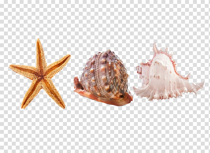 Seashell Sea snail Seabed Icon, Seabed Conch transparent background PNG clipart