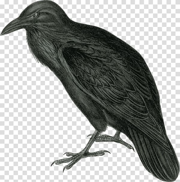 Common raven The Raven Baltimore Ravens , Realistic Birds transparent background PNG clipart