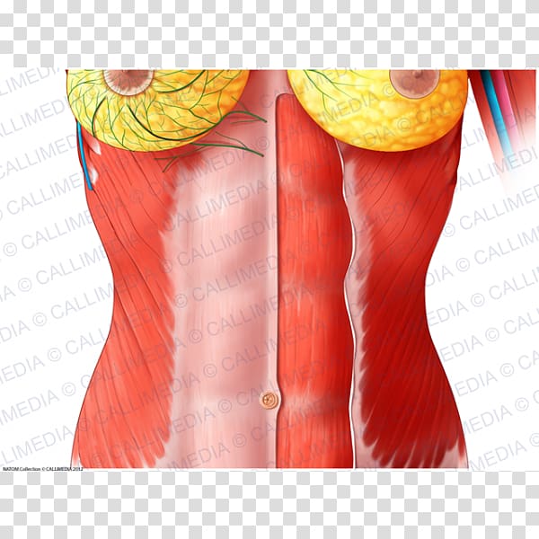 Rectus abdominis muscle Abdomen Human anatomy Thoraco-abdominal nerves, woman transparent background PNG clipart