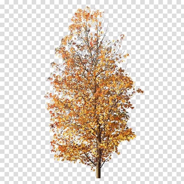 Tree Maple , Autumn leaves transparent background PNG clipart