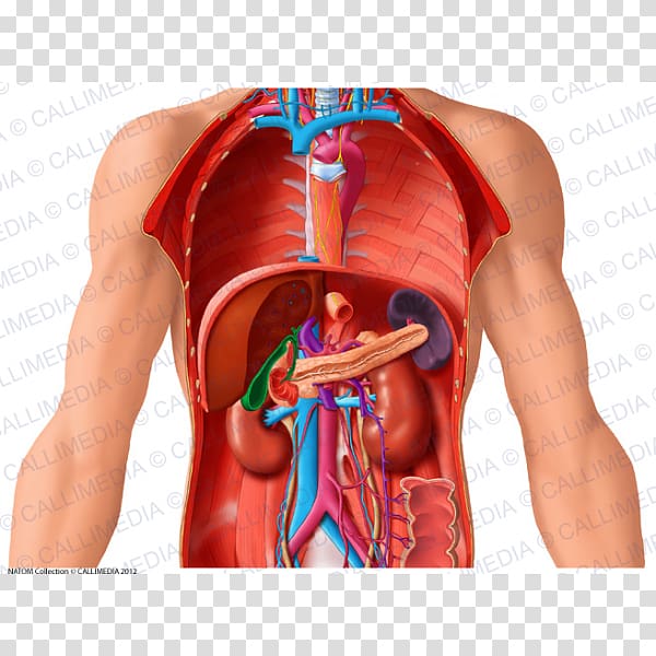 Thorax Organ Human anatomy Human body, heart transparent background PNG clipart