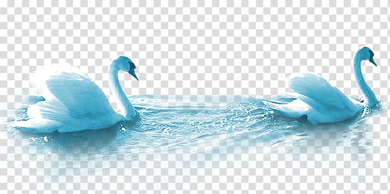 two white swan , Cygnini Mooncake Duck, Blue Swan transparent background PNG clipart