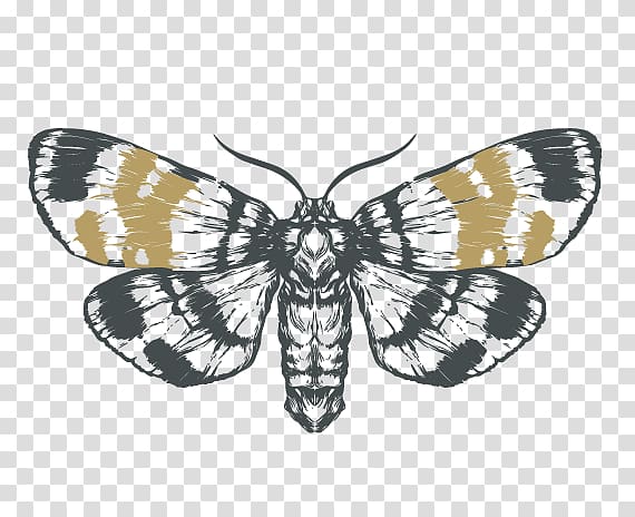 Moth Monarch butterfly Drawing Sketch, butterfly transparent background PNG clipart