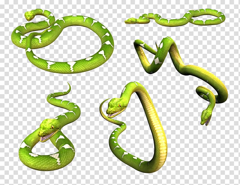 Smooth green snake Eastern green mamba, snake transparent background PNG clipart