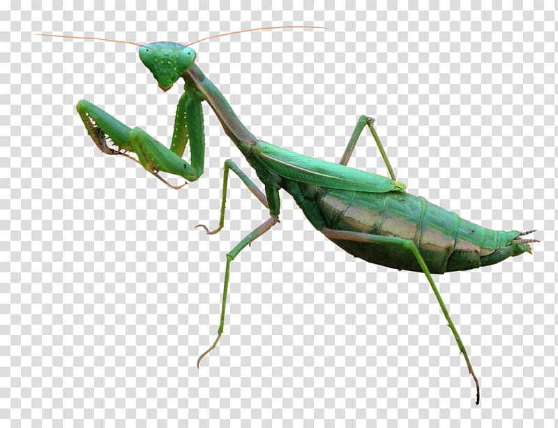 European mantis Flashcards Insects Карточки Насекомые, insect transparent background PNG clipart