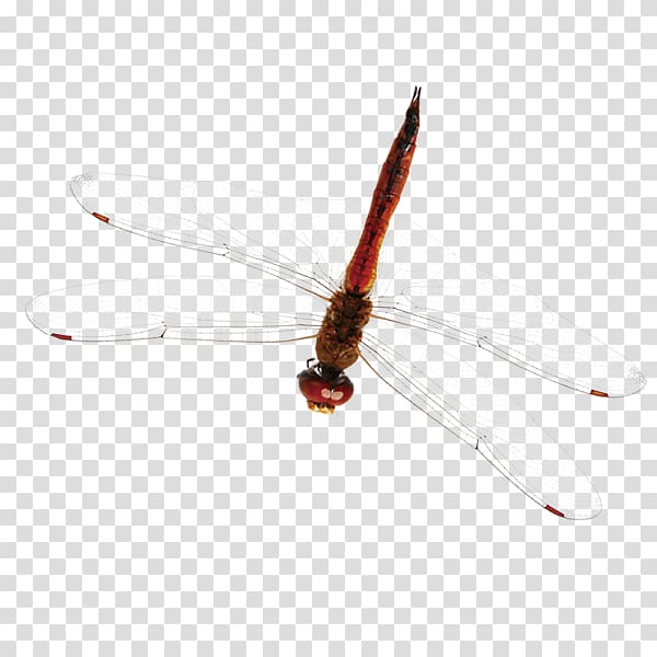 Brown, Red Dragonfly transparent background PNG clipart