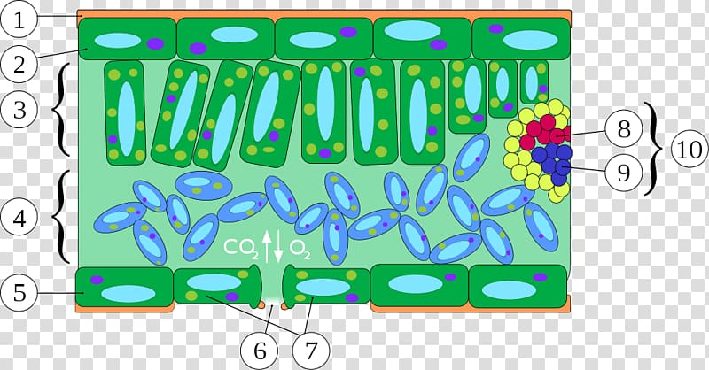 Xylem Leaf Vascular bundle Epidermis Plant stem, folha transparent background PNG clipart