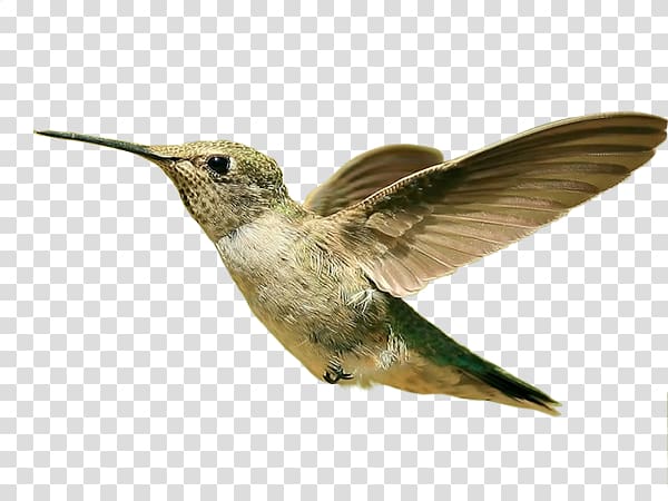 Hummingbird Desktop 1080p Parrot, Bird transparent background PNG clipart