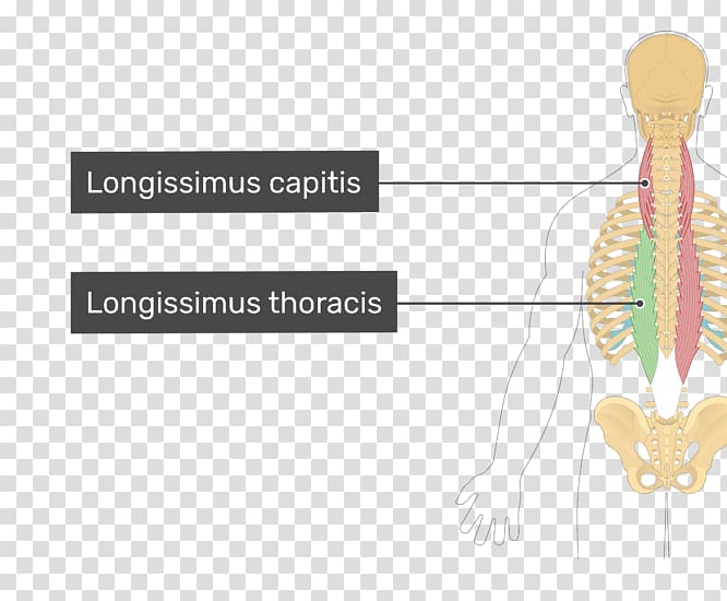 Longissimus thoracis muscle Transversus thoracis muscle Splenius capitis muscle, Latissimus dorsi transparent background PNG clipart
