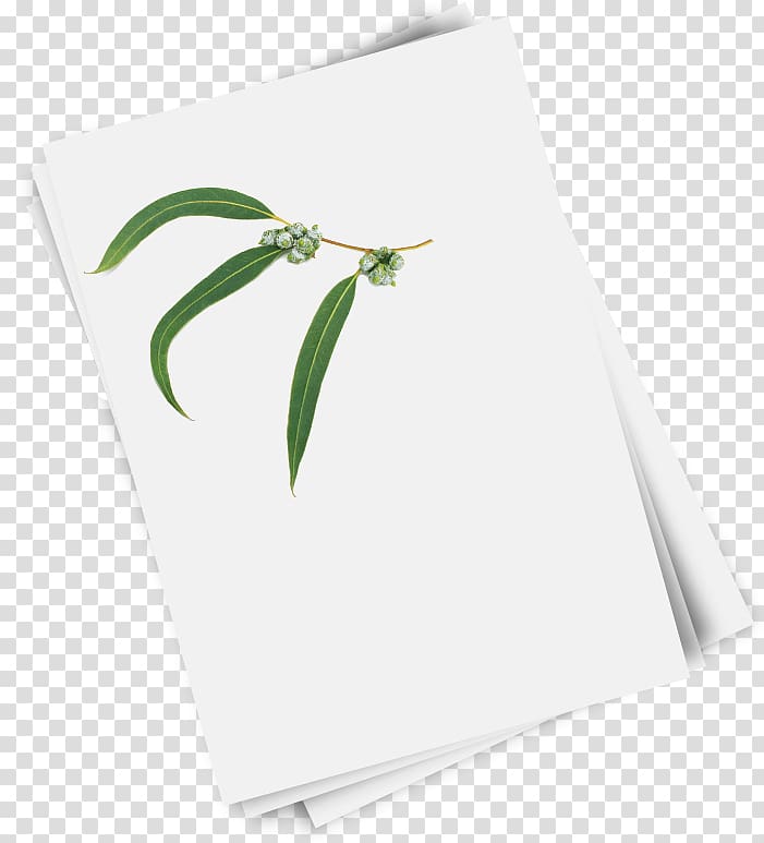 Paper Green Rectangle Leaf, paper reel transparent background PNG clipart