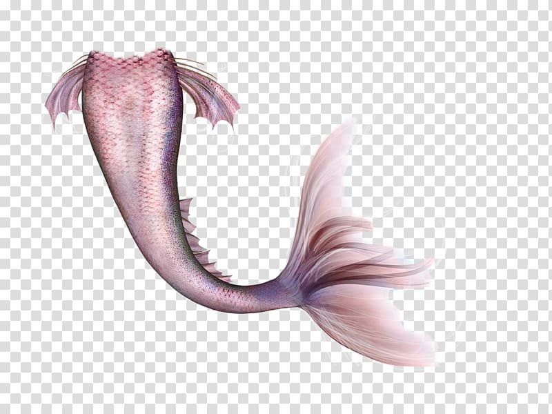 Gray mermaid tail illustration, Mermaid Legendary creature Fairy