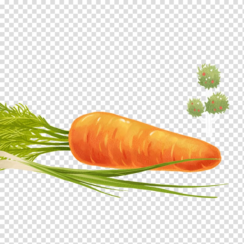 Baby carrot Vegetable, Carrot elements transparent background PNG clipart
