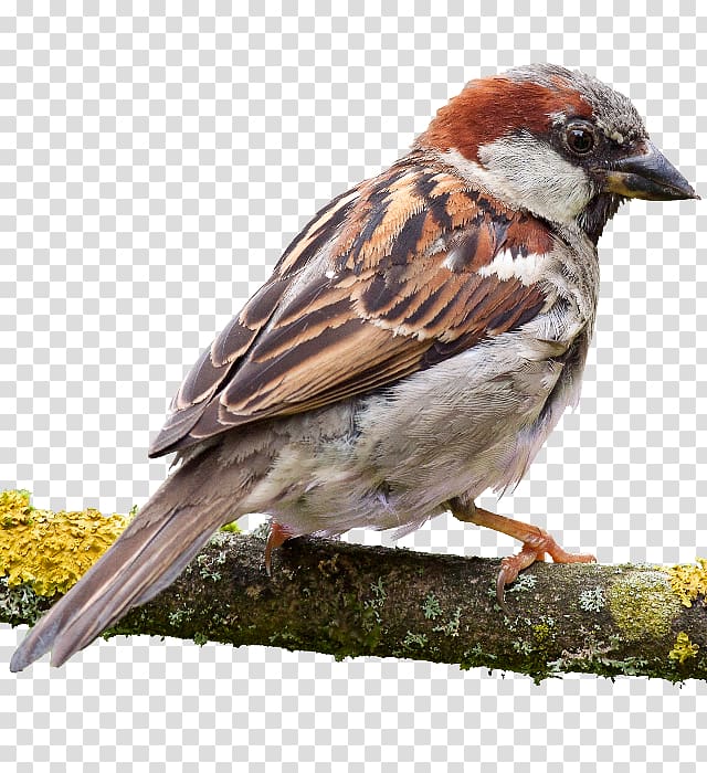 House Sparrow A Bird Watcher's Guide to Sparrows American Sparrows A Guide to the Identification and Natural History of the Sparrows of the United States and Canada, eat transparent background PNG clipart