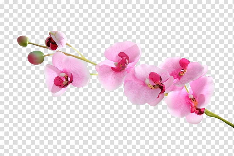 Moth orchids, Flowers are free to transparent background PNG clipart