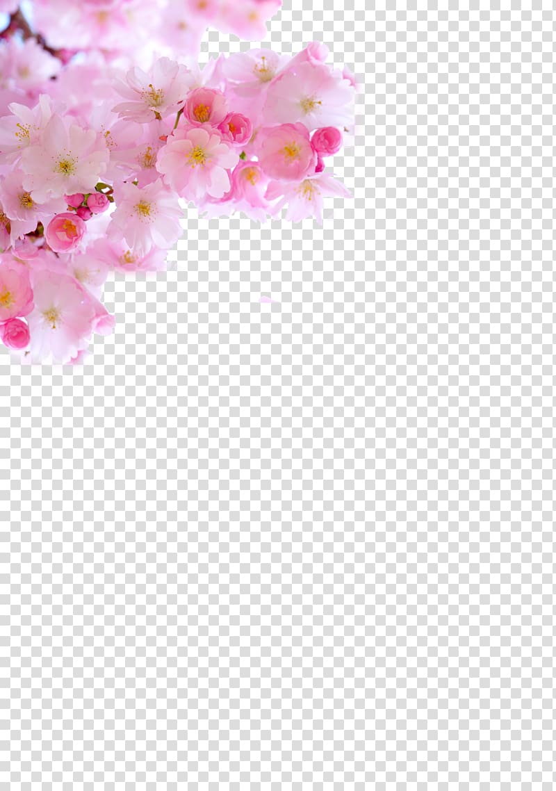 Cherry blossom, Japanese cherry blossom pink fresh transparent background PNG clipart