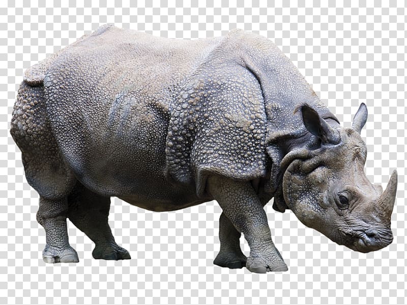 Indian rhinoceros VKT Gesellschaft für Verschleißschutz und Klebetechnik mbH Sticker Decoratie, rinoceronte transparent background PNG clipart