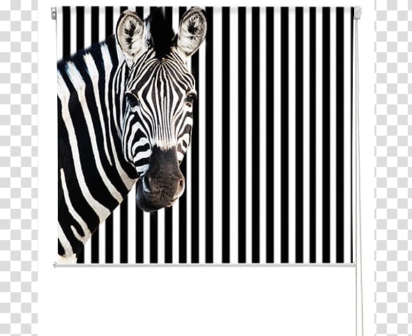 Printing Zebra Business graph Poster, Roller Blinds transparent background PNG clipart