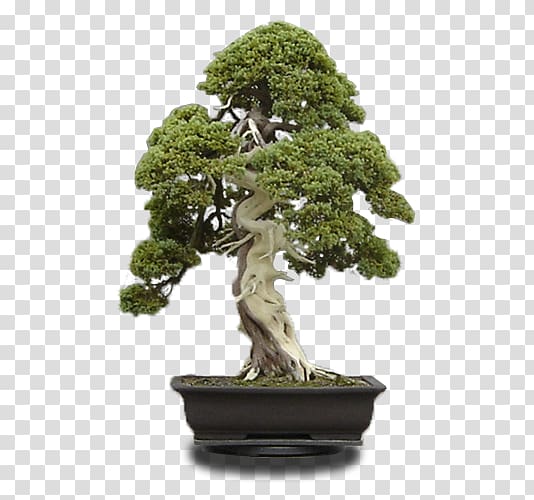 Tree Bonsai Garden Wood Hawthorn, bonsai transparent background PNG clipart
