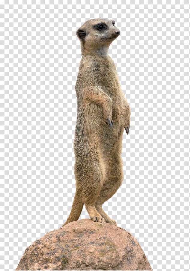 Meerkat Animal Mongoose , others transparent background PNG clipart