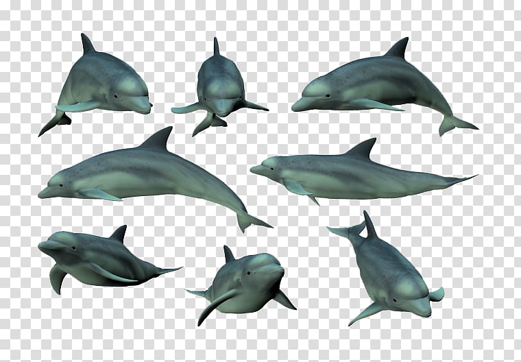 Tucuxi Common bottlenose dolphin Mammal, Blue Dolphin Collection transparent background PNG clipart