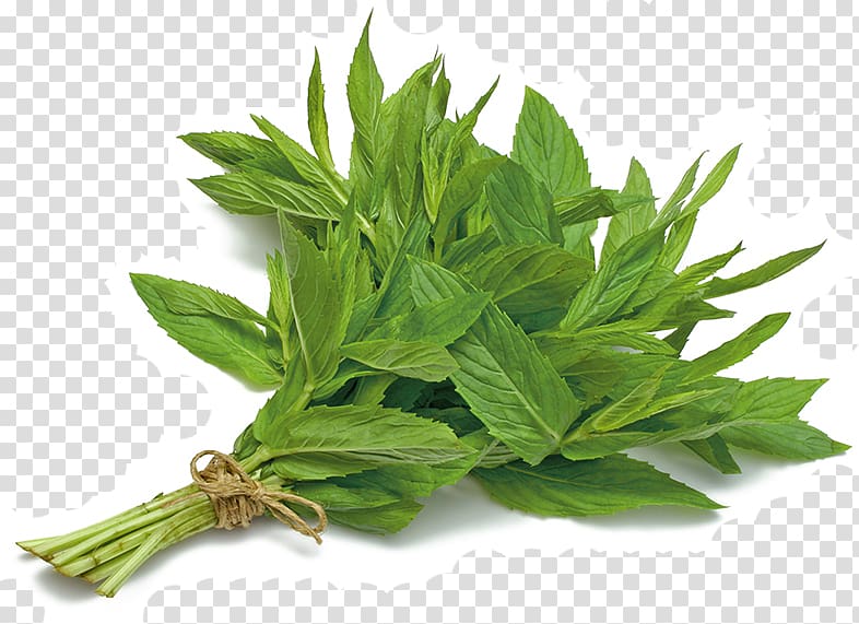 Herb Vegetable Ghormeh sabzi Peppermint Parsley, vegetable transparent background PNG clipart