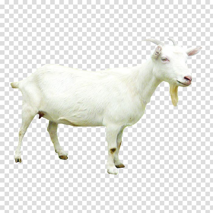 Sheepu2013goat hybrid Sheepu2013goat hybrid, goat transparent ...