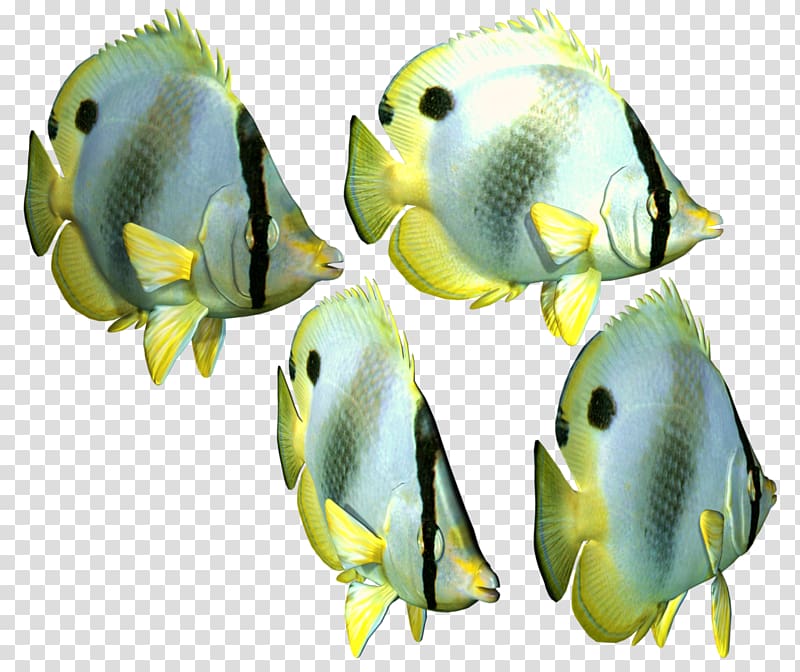 Angelfish Portable Network Graphics Transparency Tropical fish Iridescent shark, fish transparent background PNG clipart