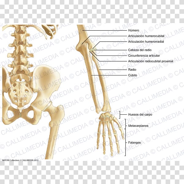 Pelvis Bone Forearm Anatomy Human skeleton, Skeleton transparent background PNG clipart