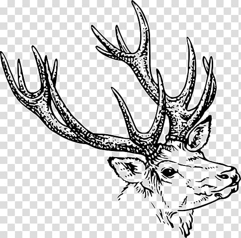 buck illustration, Deer Illustration Bw transparent background PNG clipart