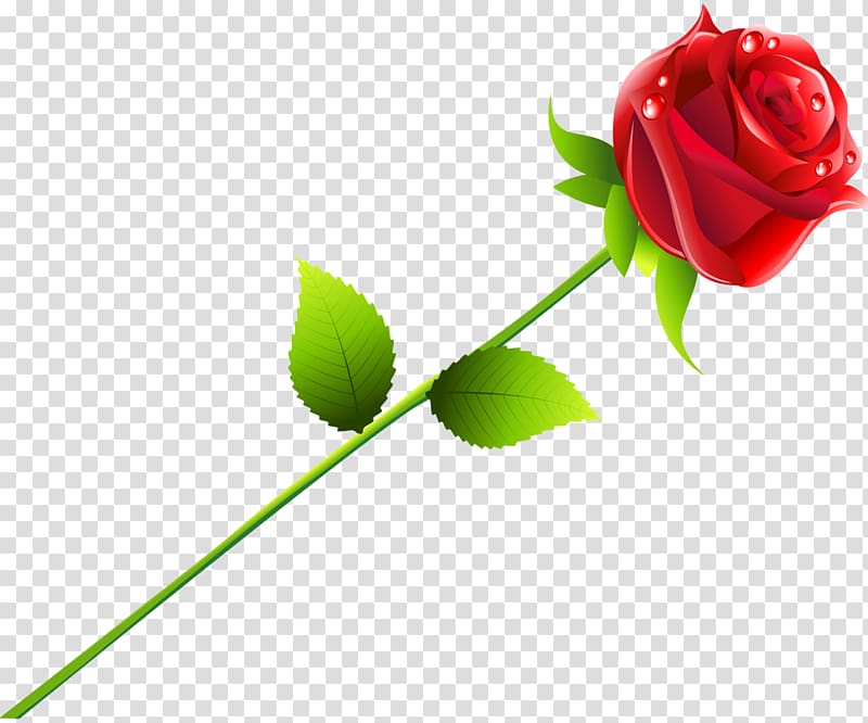 Beach rose Red, rose transparent background PNG clipart