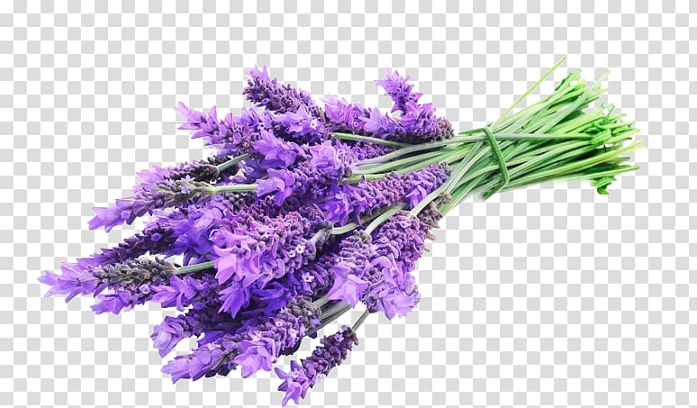 English lavender Lavender oil Essential oil Herbal distillate, oil transparent background PNG clipart