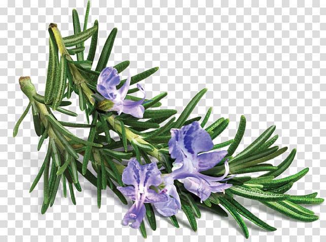 Rosemary Essential oil Extract Herb, oil transparent background PNG clipart