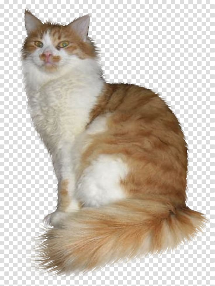 Asian Semi-longhair Ragamuffin cat British Semi-longhair Siberian cat Turkish Van, gato transparent background PNG clipart