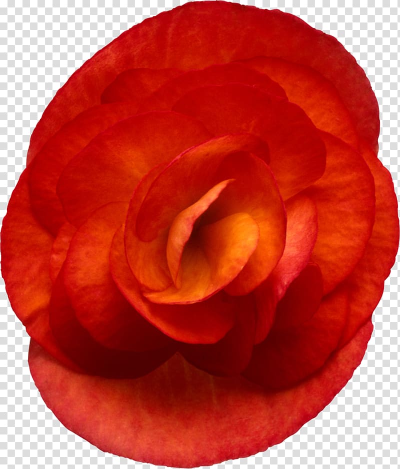 Garden roses Elatior Begonia Flower Red, flower transparent background PNG clipart