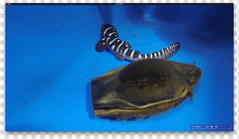 Zebra shark Egg case Leopard shark, BABY SHARK transparent background PNG clipart