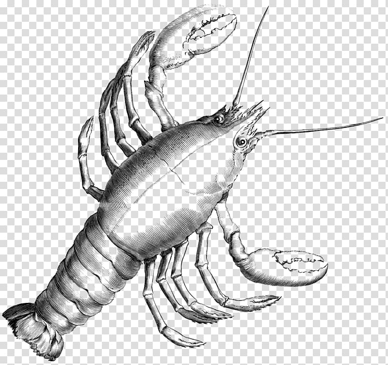 lobster illustration, Lobster Drawing Seafood Astacoidea Palinurus elephas, Cancer transparent background PNG clipart